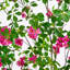 7 pi. Cornouiller artificiel