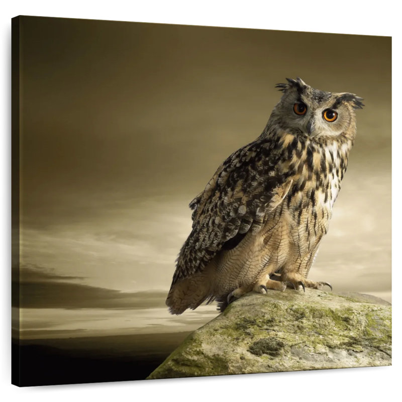 Brampt Owl On A Rock