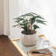 Ceramic Pot Planter-534234026-534234031