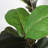 Bogalusa 6FT Artificial Fiddle Leaf Fig Tree