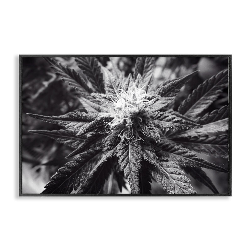 Art de la giclée foncée de la fleur de marihuana par LIH, Giclée encadrée noir minuit, H 16 po x l 24 po