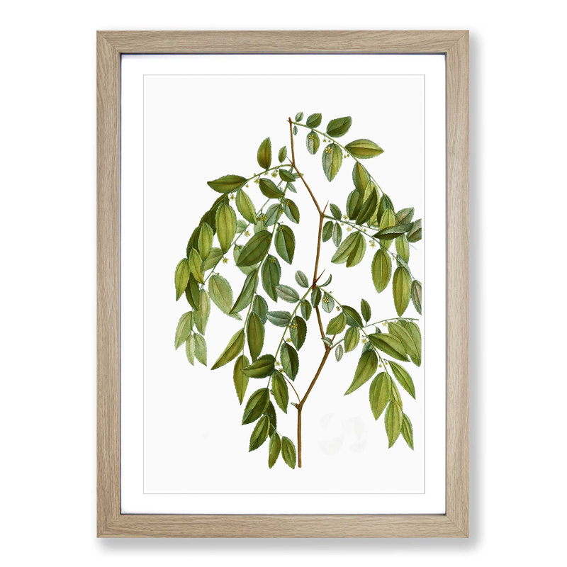 Jujube Fruit Tree Branch by Pierre-Joseph Redoute - Picture Frame Graphic Art Print, 48cm H x 36cm W x 2cm D, Oak Framed