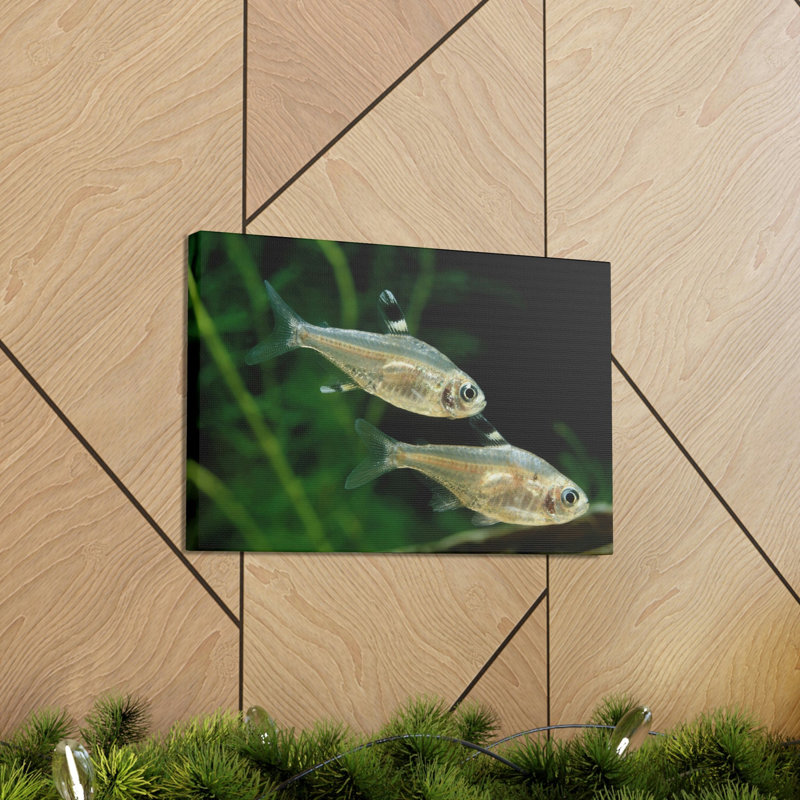 X-ray Fish Couple, H 12 po x l 18 po