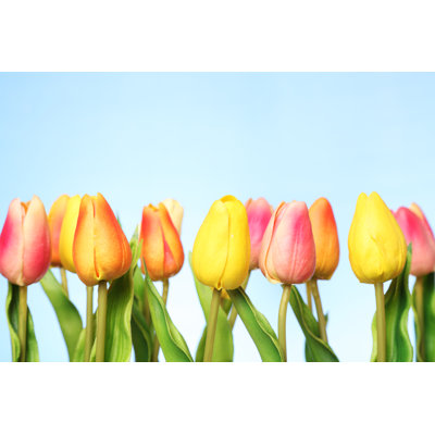 Tulips by Sadeugra - Wrapped Canvas Print