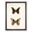 Promethea Silk-Moth by S.F. Denton - Picture Frame Painting Print-55601810-55601815