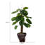 Plante à feuillage Panama