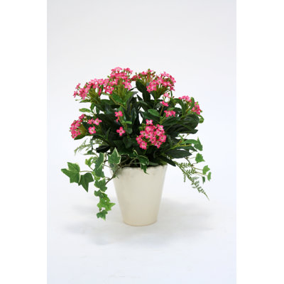 Kalanchoe et lierre fuchsia en pot