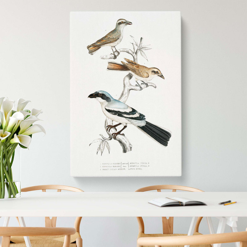 Shrike Bird Illustrations by John Edward Gray - Wrapped Canvas, 76cm H x 50cm W x 3cm D