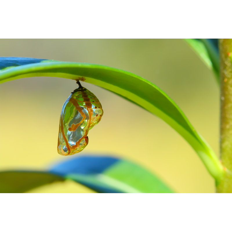 McCrackin Chrysalis Butterfly - Wrapped Canvas Print, 81cm H x 122cm W x 3.8cm D