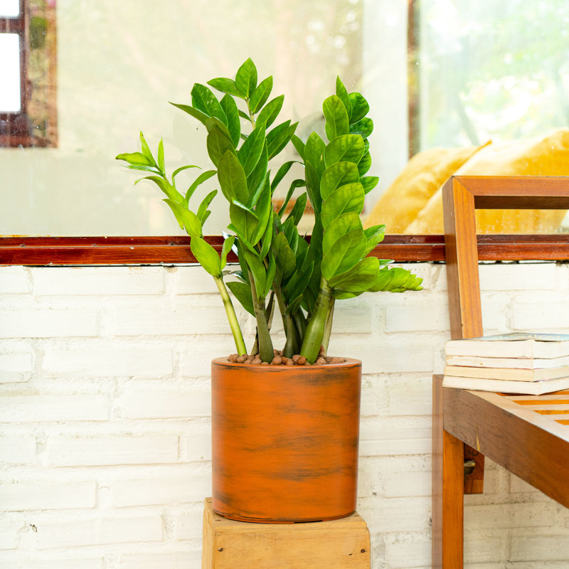 Vase en plastique 8 po