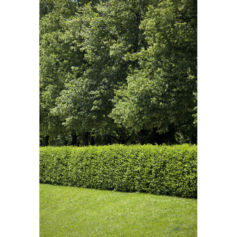 Trees And Grass by Carterdayne - No Frame Print on Canvas, 122cm H x 81cm W