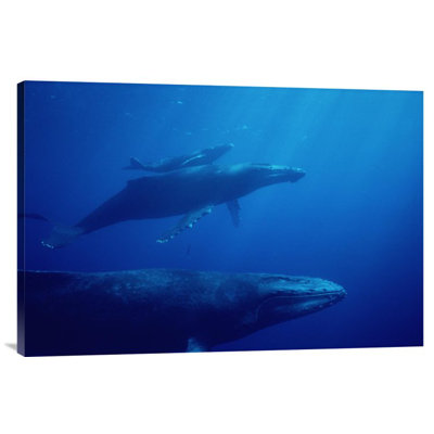 " Humpback Whale Mother And Calf With Male Escort In Foreground, Hawaii "