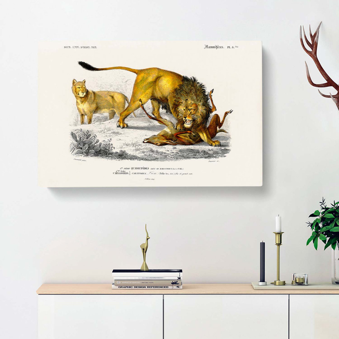 Lion Illustration by Charles D Orbigny - Wrapped Canvas