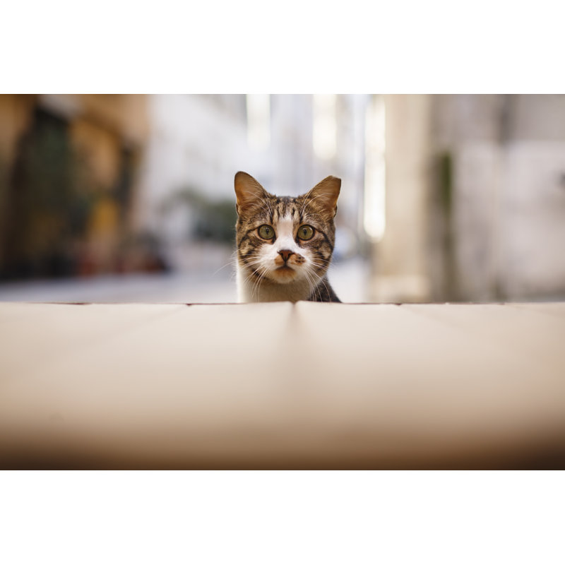 Cat Peeking by Muratsenel, 20" H x 30" W