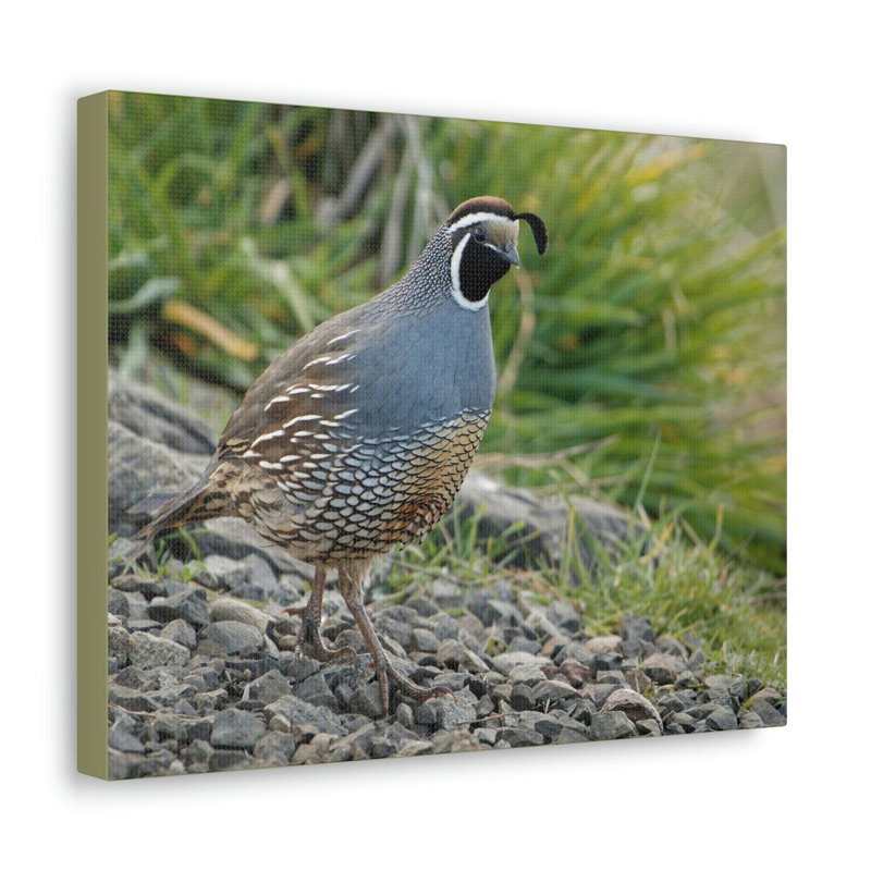 No Frame Print on Canvas, 27.94cm H x 35.56cm W