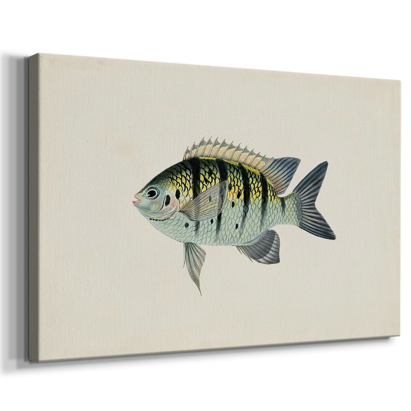 Collection de poissons tropicaux VI - Cavas enveloppés de galerie, 12 x 18