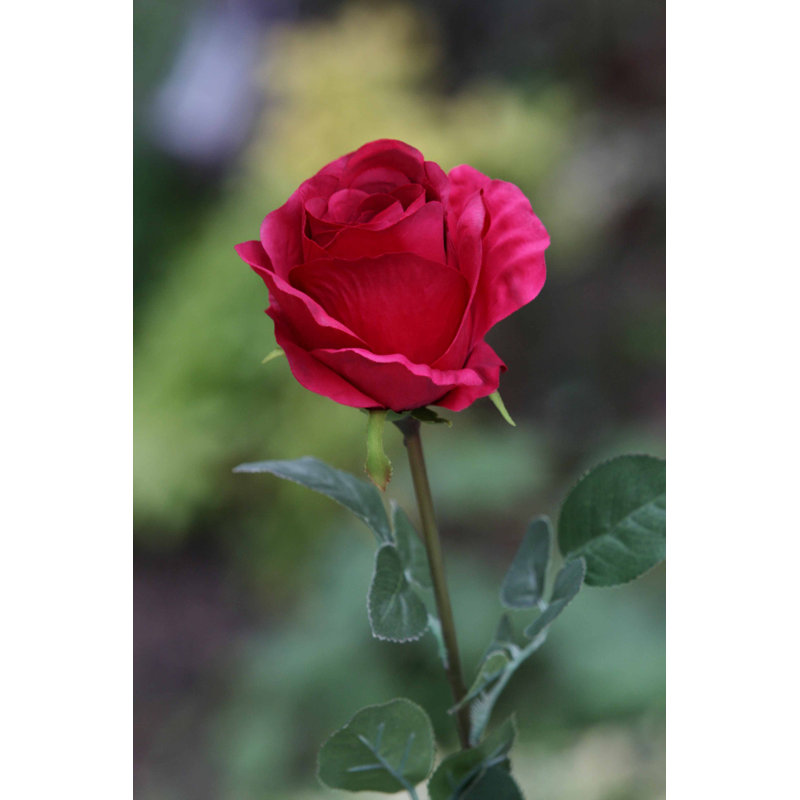 Large bud Rose, Red