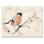 Bouvreuil beige, reproduction de cadre flottant sur toile