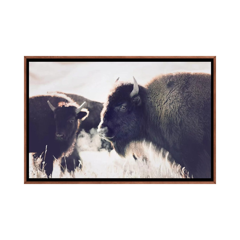 Photographie buffalo, H 26 po x l 40 po x P 1,5 po, Toile avec cadre en bois classique