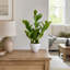 Plante grasse artificielle 22,5 po en pot
