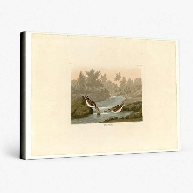 «Little Sandpiper» (plaque cccxx) - art mural sur toile paysage, L 18 po x H 12 po