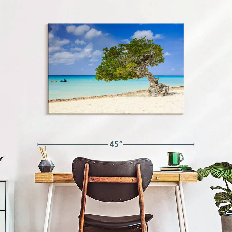 Aruba Gillard Divi Divi Tree, 26" H x 39" W