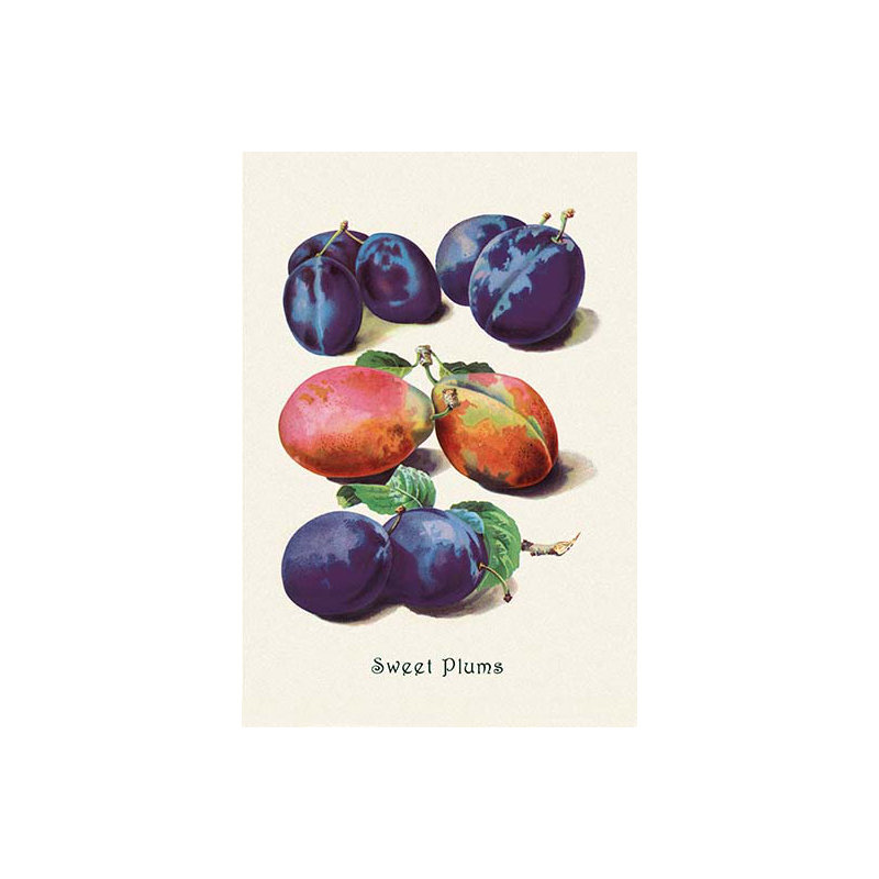 « doux prunes », impression, 66" H x 44" W x 1.5" D