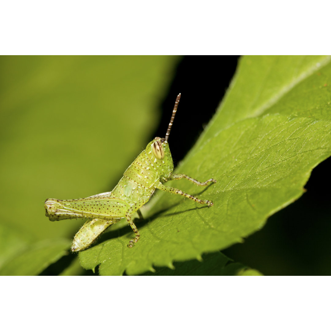 Nymphae Of A Locust - Kunstdrucke auf Leinwand