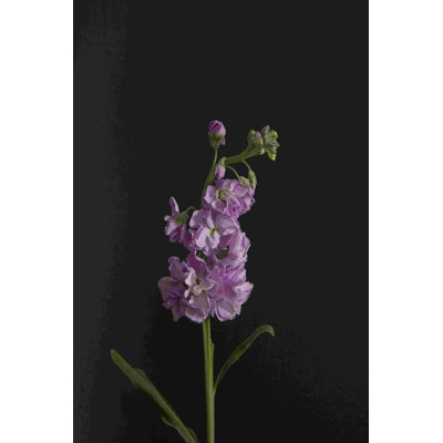 " Dark & Dreamy I " by Renée W. Stramel
