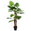 Plant-177327398