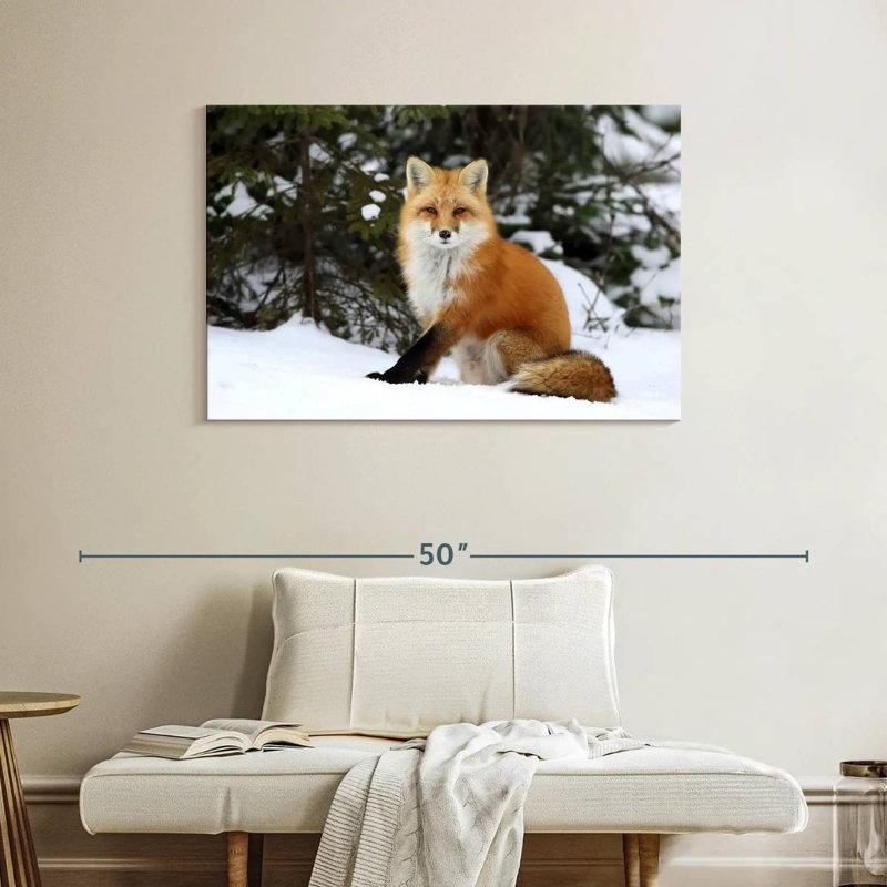 Renard roux d'hiver, H 26 po x l 39 po