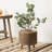 Pauly Wood Pot Planter