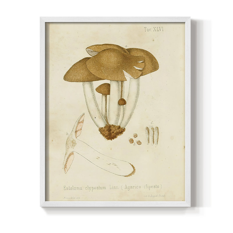Reproduction encadrée champignon V Variétés - bois massif, Blanc, H 20 po x l 16 po