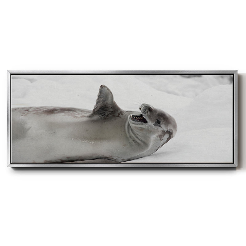 Laughing Seal- Framed Canvas