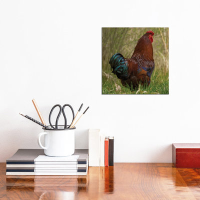Color I Got It Rooster by Louis Ruth - Wrapped Canvas Print