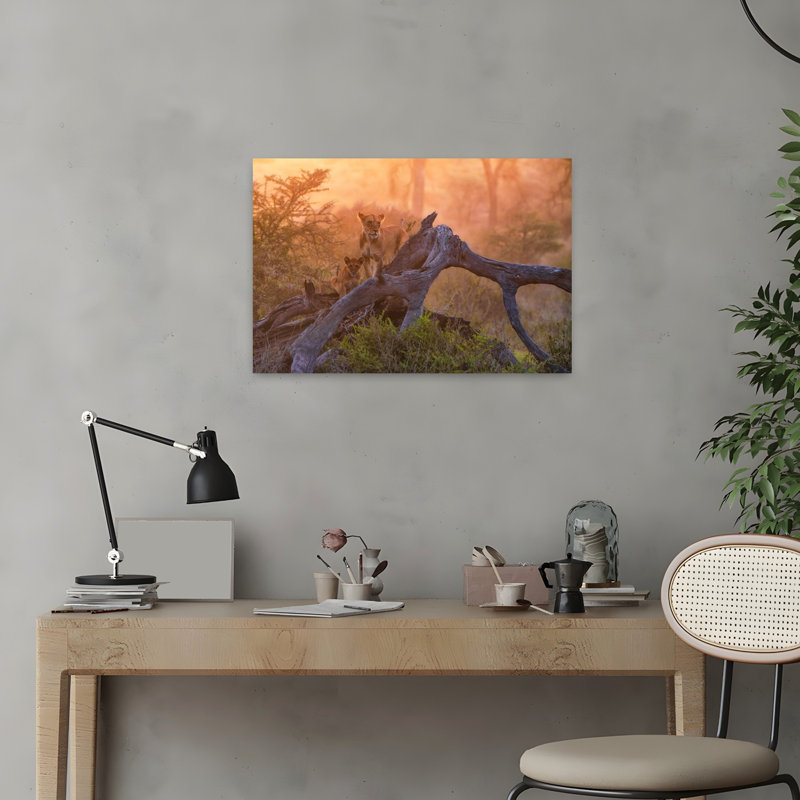 Golden Hour African Lions Peaceful Serene Abstract Cat Lion Nature Sunset Wall Art Print 1 Piece Wrapped Canvas Wall Art