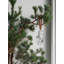 Holiday Ornament Scandinavian Forest - Owl