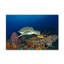 « turtle », art sur toile photo