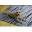 Tapis intérieur / extérieur bleu / jaune Kivett-1288723627