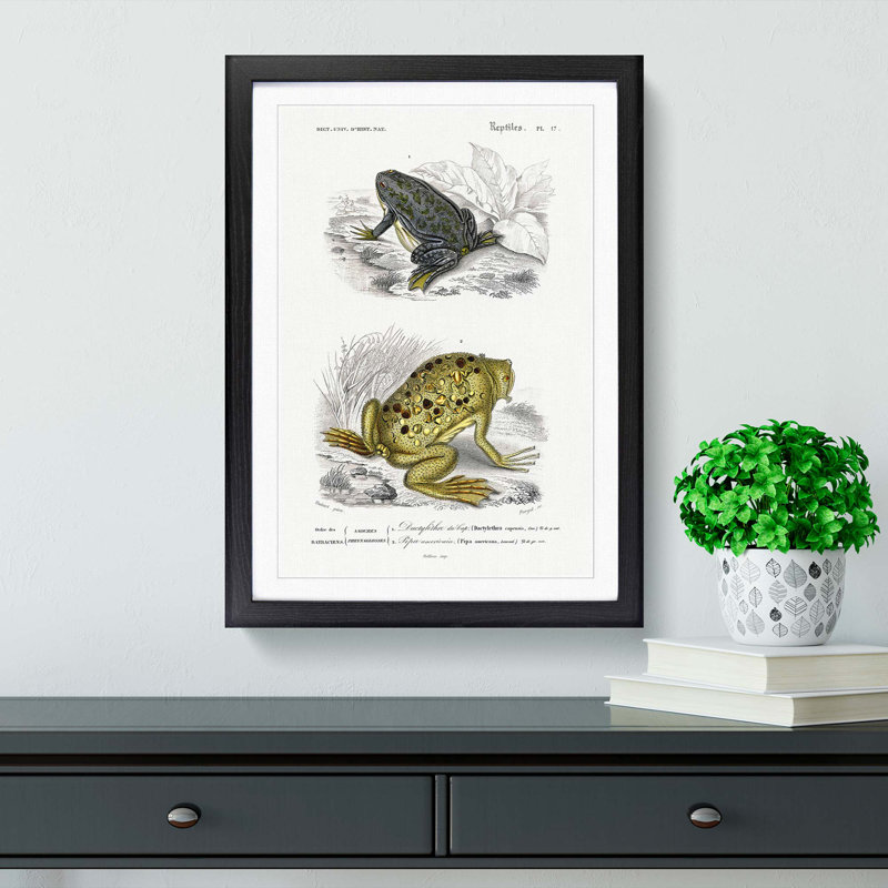 Frog and Toad Illustration by Charles d' Orbigny - Picture Frame Painting Print, Black Framed, 65cm H x 48cm W x 2cm D