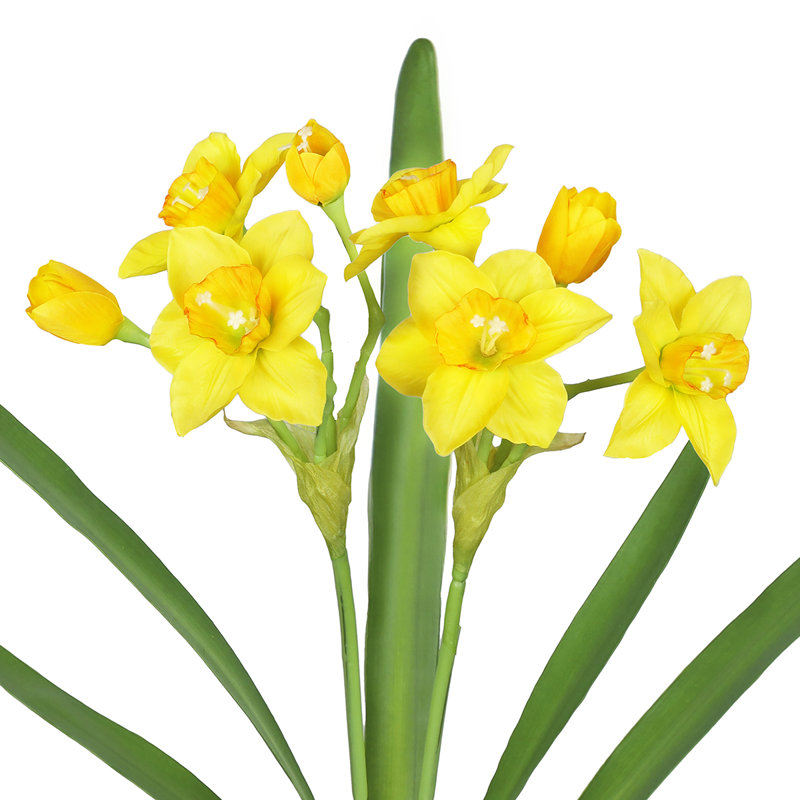 Tulipes, Jaune