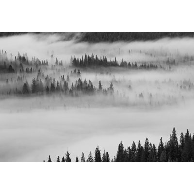 Stevie brouillard sur la forêt de montagne par World photosbypaola - impression