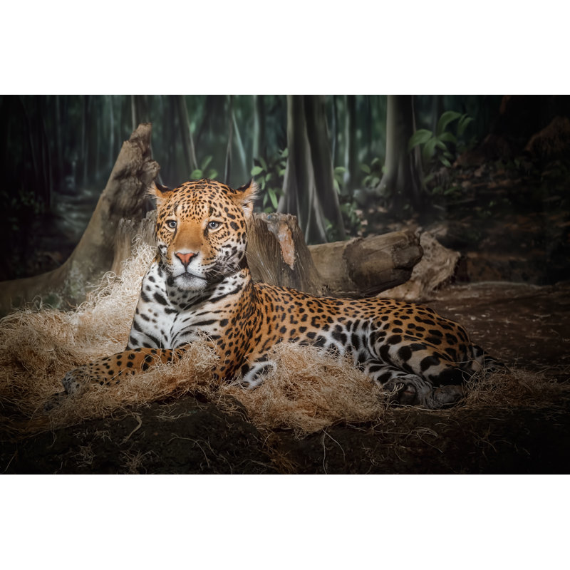 Majestic Leopard par Scott Norris