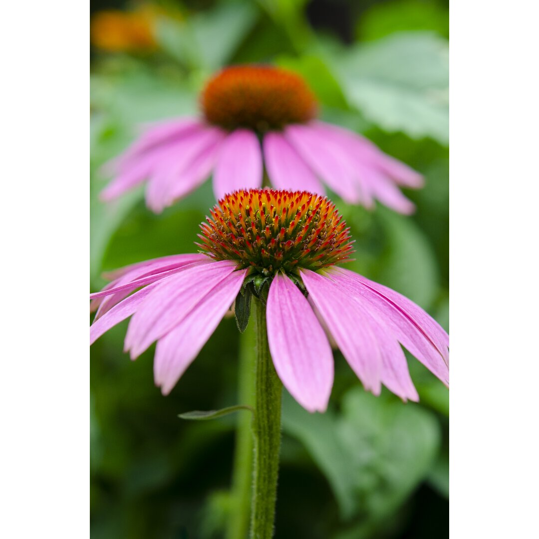 Leinwandbild Pink Coneflowers I von Laura Denardo