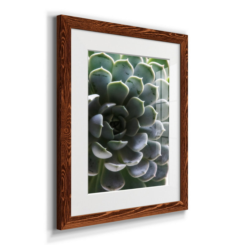 Zen Succulent I - reproduction de photo sur papier encadrée, H 24 po x l 18 po x P 1,5 po, Érable