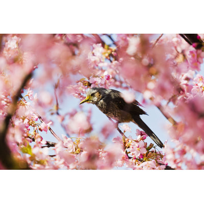 Small bird on cherry blossom