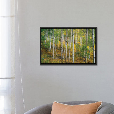 «Quake Aspen Forest, Colorado I», reproduction de photo sur toile