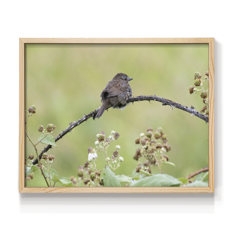 Resting Sparrow -Framed Print - Restickable, H 8 po x l 10 po, Naturel