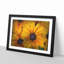 Yellow Coneflowers - Picture Frame Painting Print-56739512-56739513