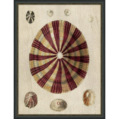 Variegated Shells 6 Print